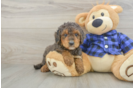 Best Mini Goldendoodle Baby