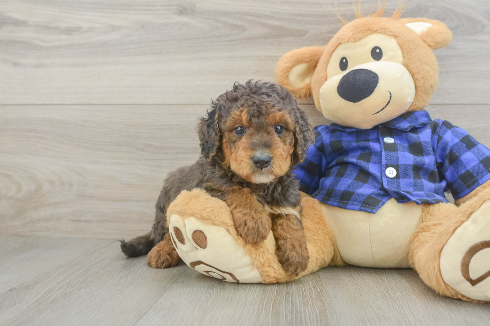 Best Mini Goldendoodle Baby