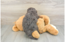 Mini Goldendoodle Puppy for Adoption