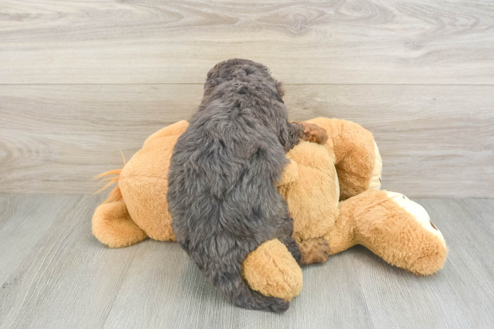 Mini Goldendoodle Puppy for Adoption