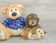 8 week old Mini Goldendoodle Puppy For Sale - Puppy Love PR