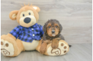 Mini Goldendoodle Pup Being Cute