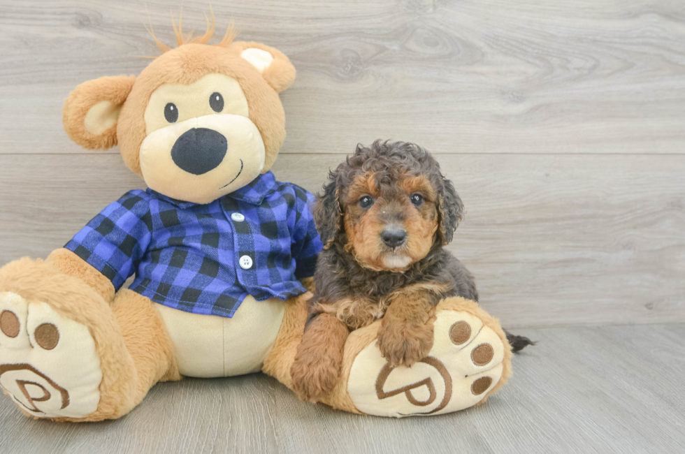 5 week old Mini Goldendoodle Puppy For Sale - Puppy Love PR