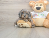 6 week old Mini Goldendoodle Puppy For Sale - Puppy Love PR