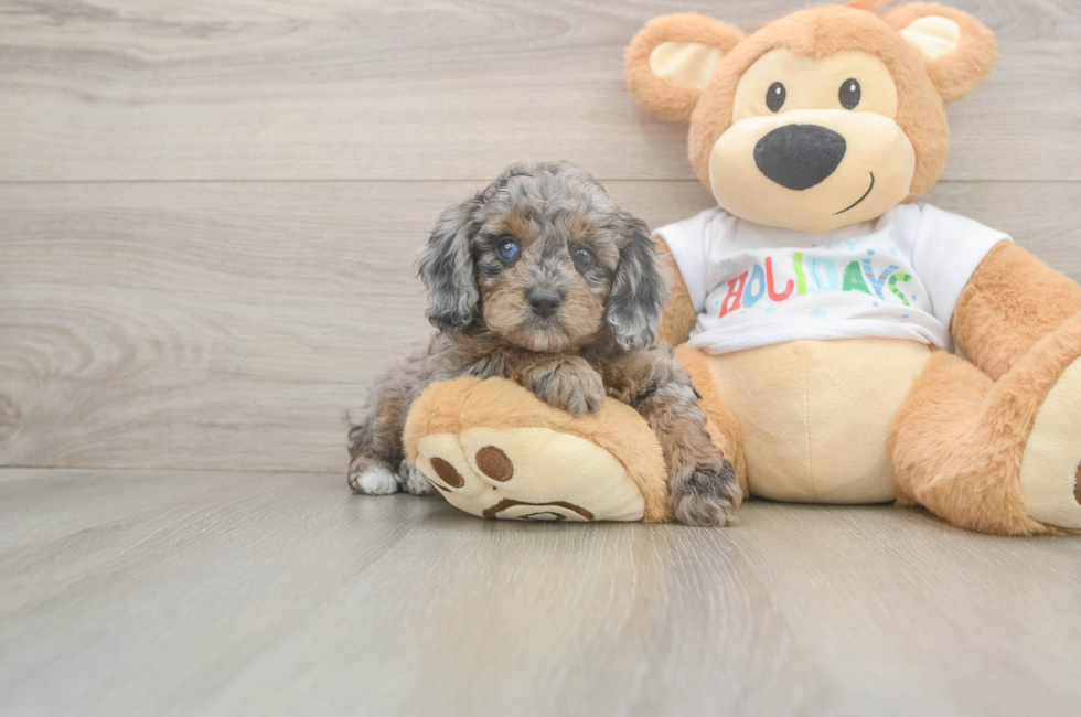 5 week old Mini Goldendoodle Puppy For Sale - Puppy Love PR