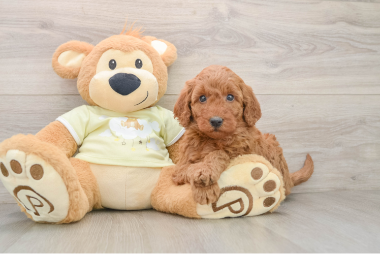 Mini Goldendoodle Pup Being Cute