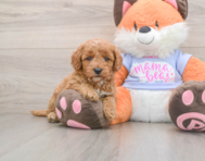 5 week old Mini Goldendoodle Puppy For Sale - Puppy Love PR