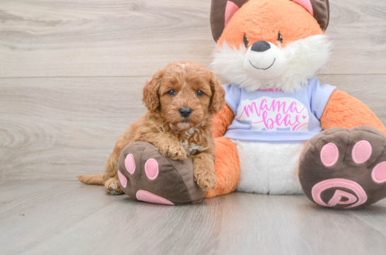 Mini Goldendoodle Pup Being Cute