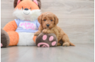 Smart Mini Goldendoodle Poodle Mix Pup