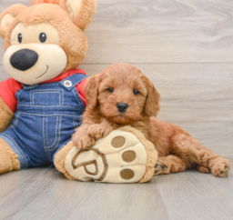 7 week old Mini Goldendoodle Puppy For Sale - Puppy Love PR