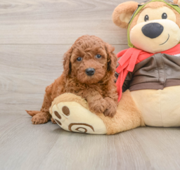 7 week old Mini Goldendoodle Puppy For Sale - Puppy Love PR