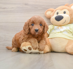 6 week old Mini Goldendoodle Puppy For Sale - Puppy Love PR