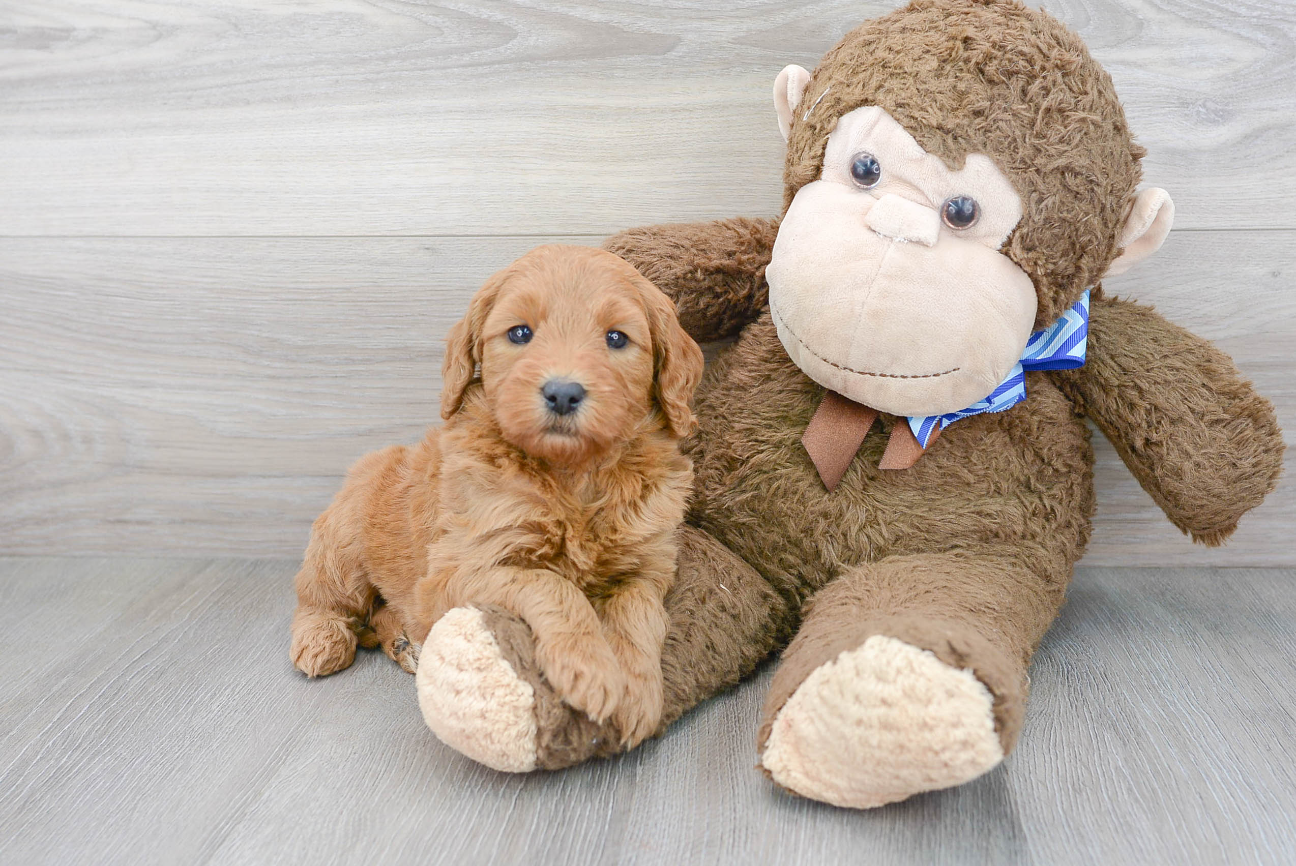 Mini Goldendoodle Puppy for Adoption