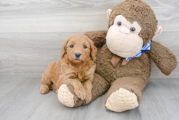 Meet Adora - our Mini Goldendoodle Puppy Photo 1/3 - Puppy Love PR Mini Goldendoodle Puppy for Adoption