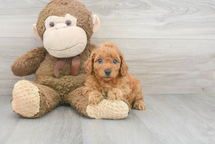 Cute Mini Goldendoodle Baby