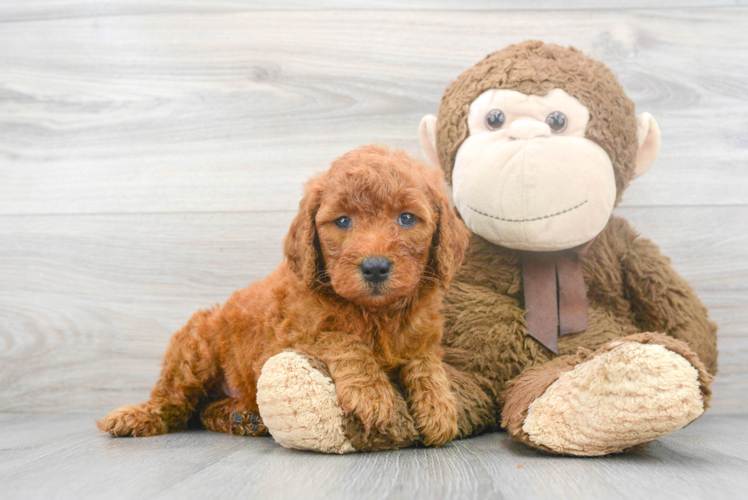 Happy Mini Goldendoodle Baby