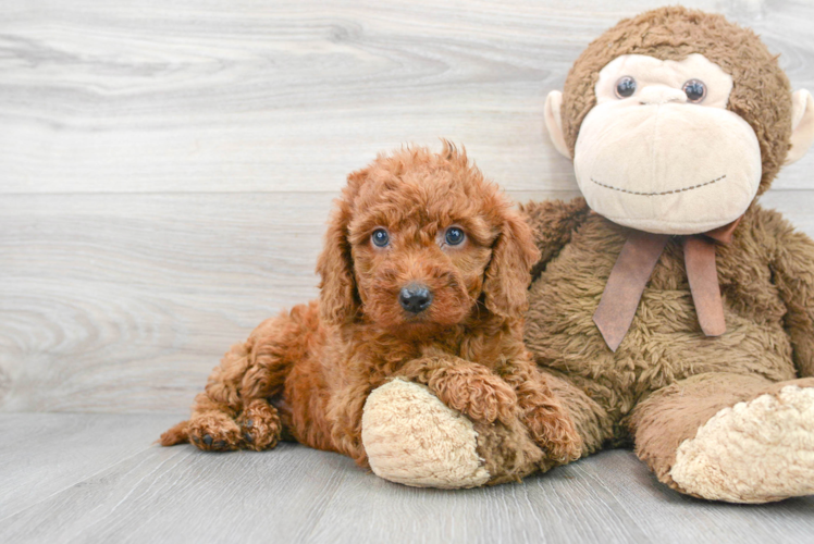 Fluffy Mini Goldendoodle Poodle Mix Pup