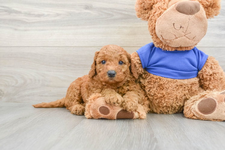 Best Mini Goldendoodle Baby