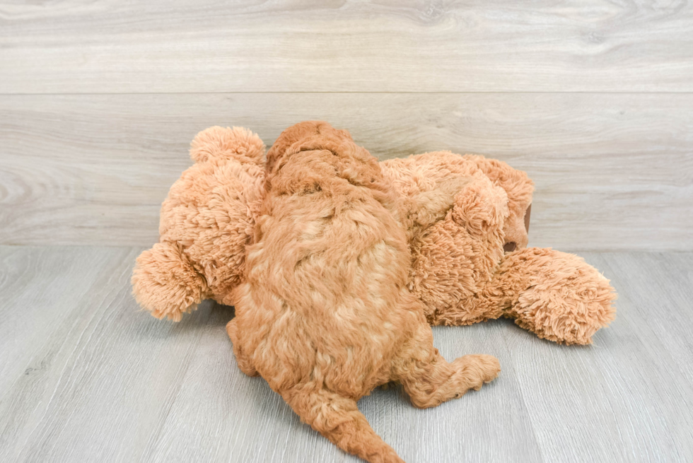 Best Mini Goldendoodle Baby
