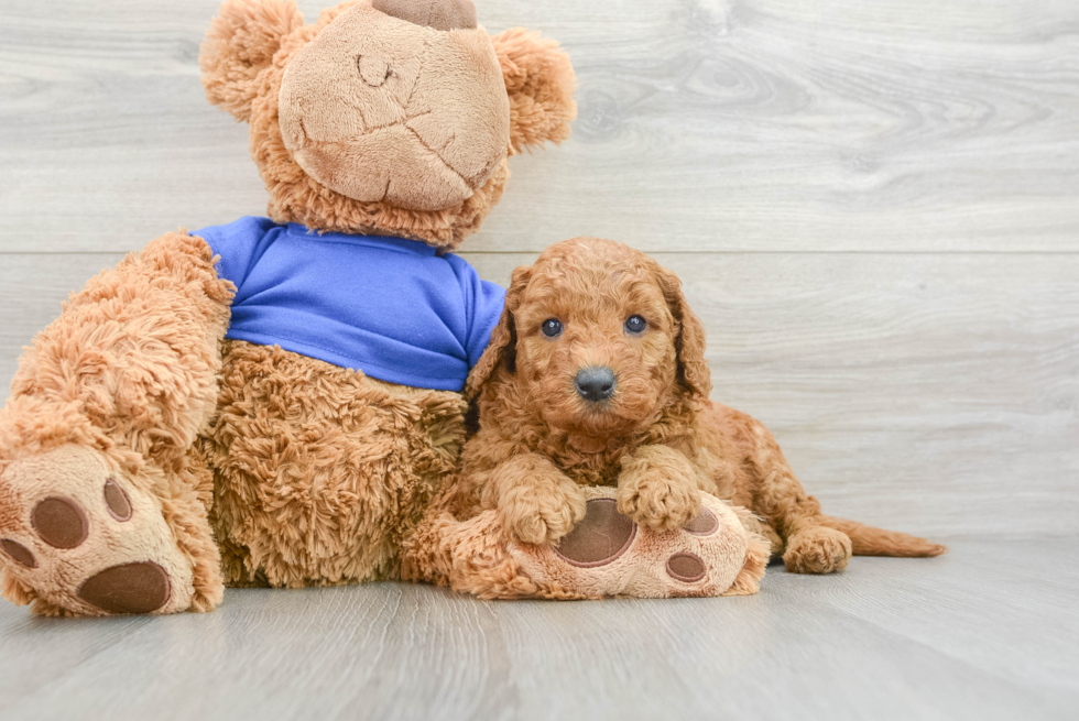 Funny Mini Goldendoodle Poodle Mix Pup