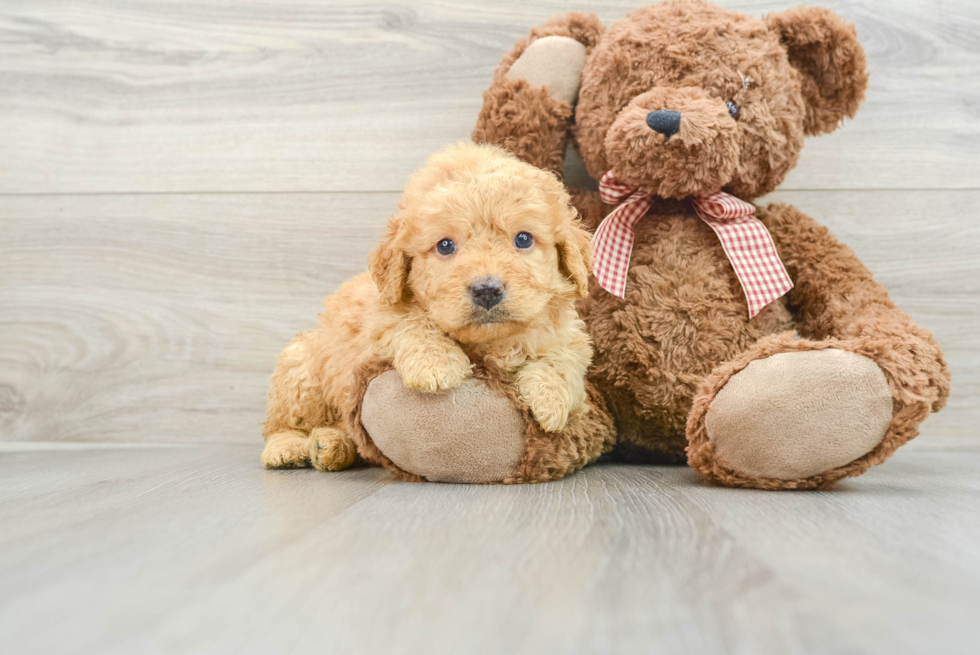 Sweet Mini Goldendoodle Baby