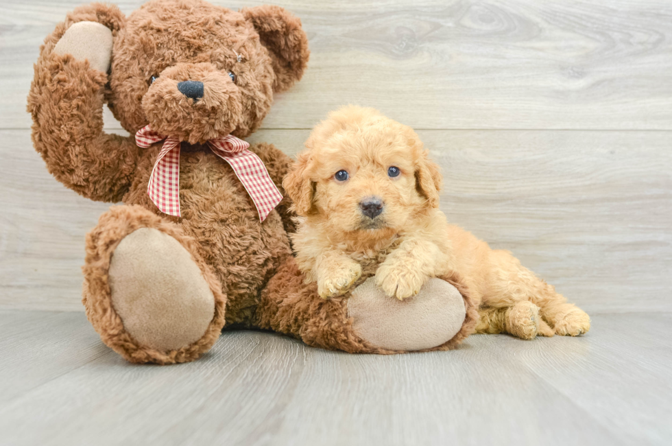 5 week old Mini Goldendoodle Puppy For Sale - Puppy Love PR