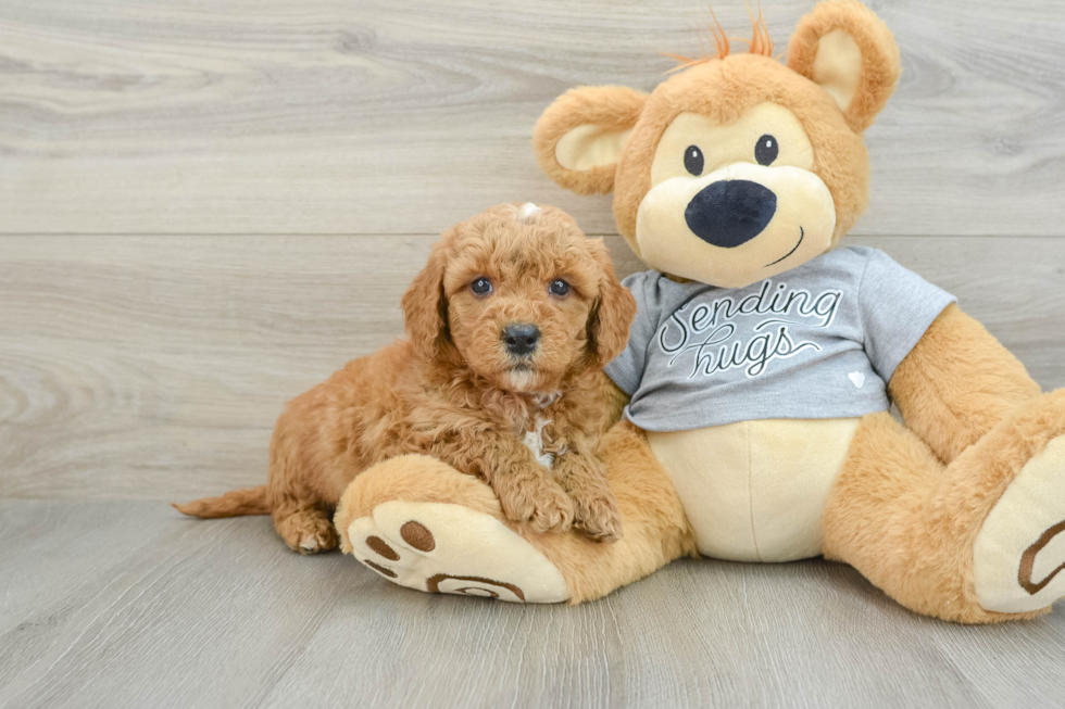 Mini Goldendoodle Pup Being Cute