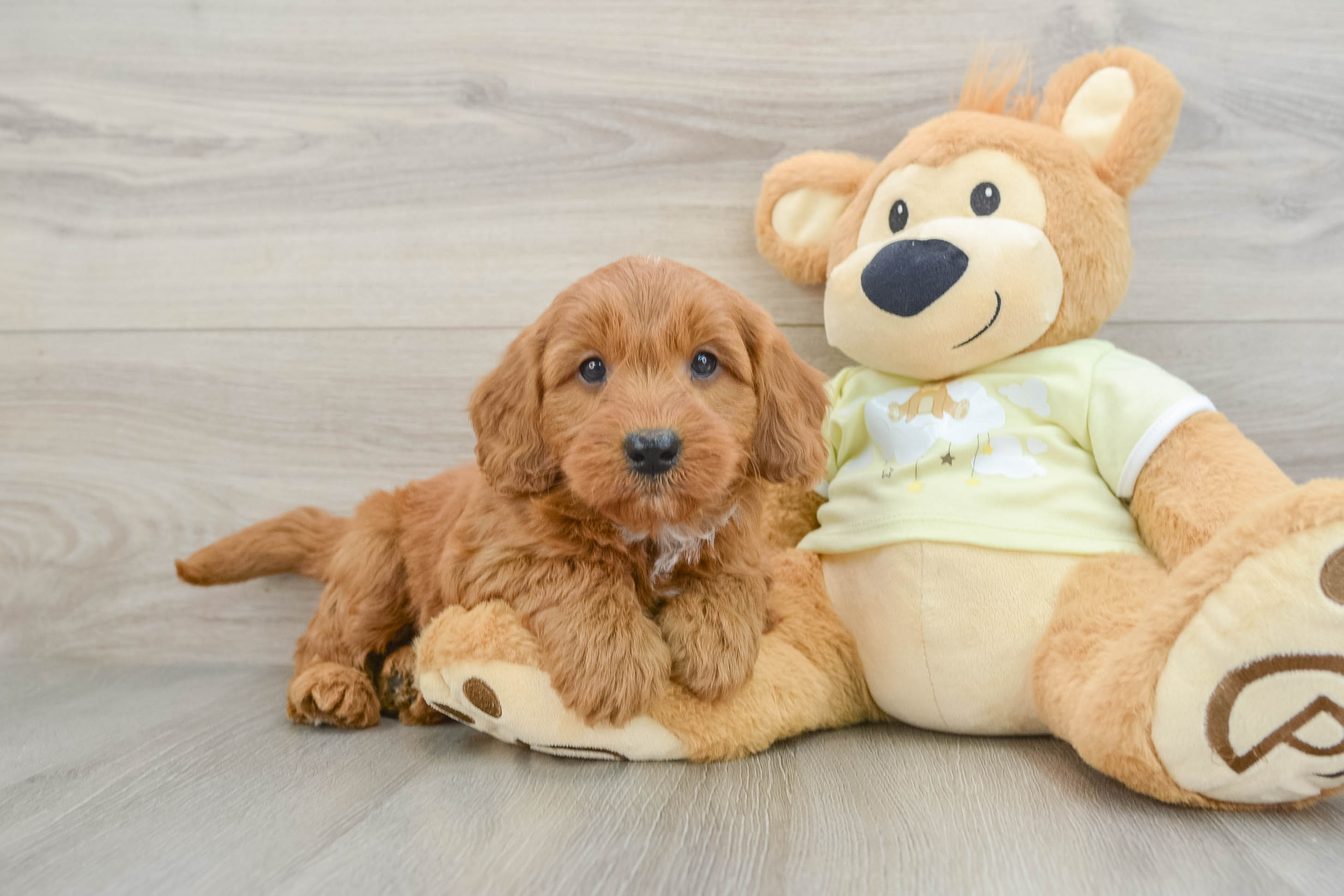 Sweet Mini Goldendoodle Baby