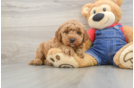 Energetic Golden Doodle Poodle Mix Puppy
