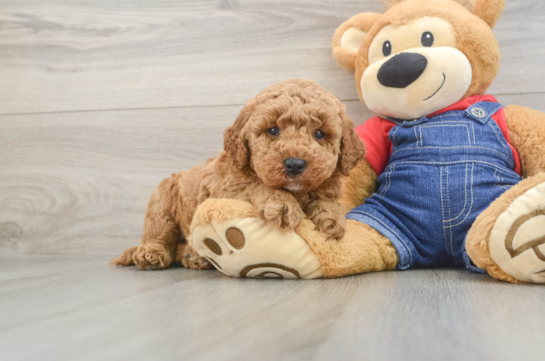 Energetic Golden Doodle Poodle Mix Puppy