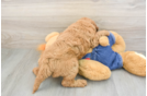 Adorable Golden Retriever Poodle Mix Poodle Mix Puppy