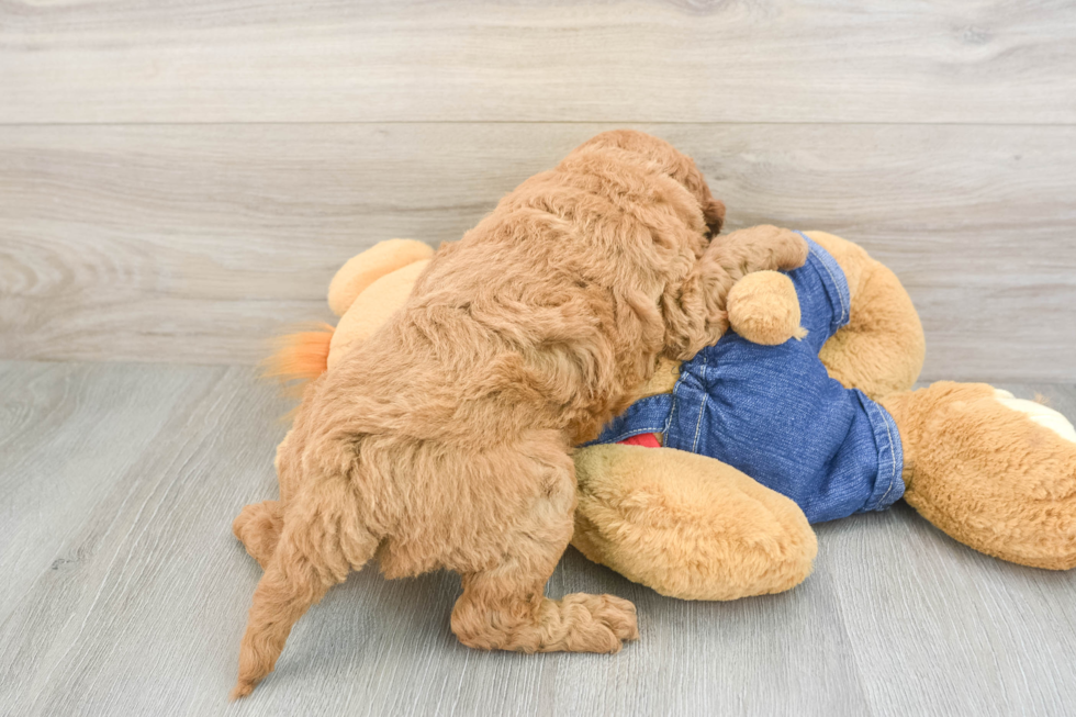 Adorable Golden Retriever Poodle Mix Poodle Mix Puppy