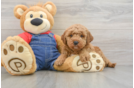 Mini Goldendoodle Puppy for Adoption