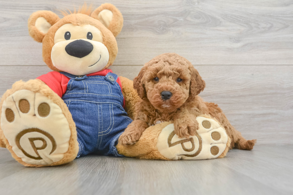 Mini Goldendoodle Puppy for Adoption