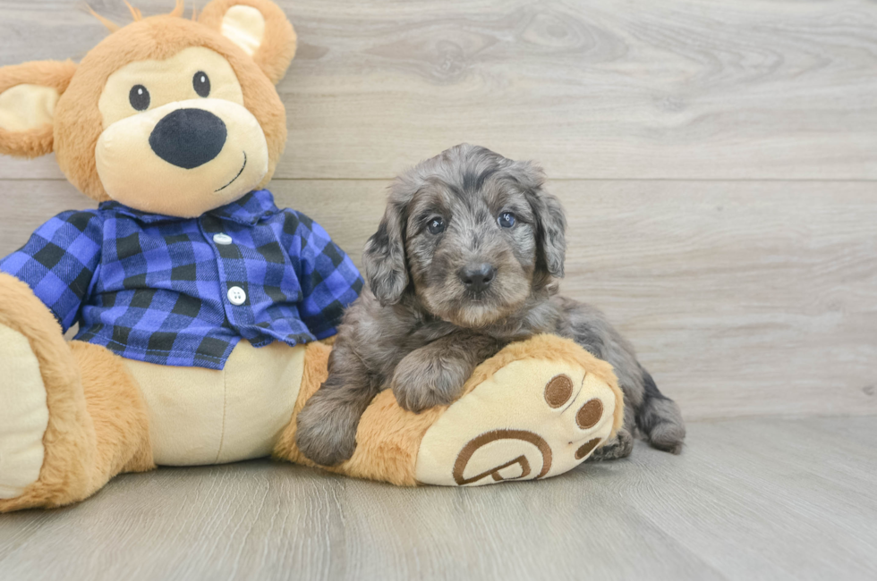 5 week old Mini Goldendoodle Puppy For Sale - Puppy Love PR