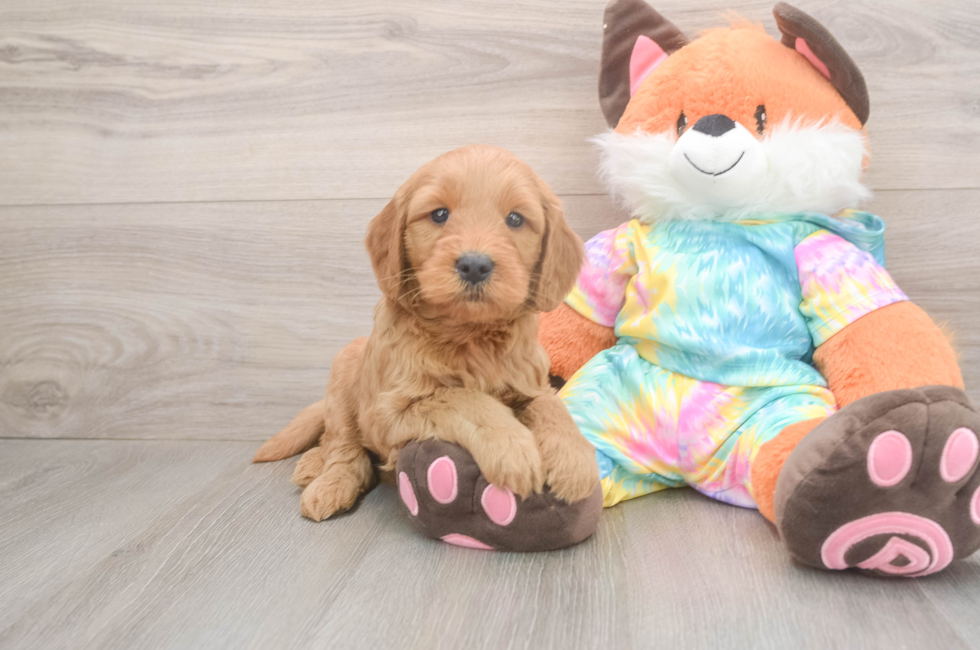 5 week old Mini Goldendoodle Puppy For Sale - Puppy Love PR