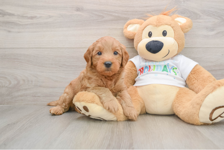 Mini Goldendoodle Puppy for Adoption