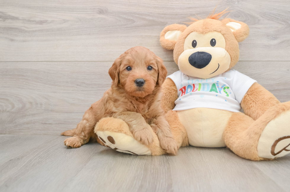 5 week old Mini Goldendoodle Puppy For Sale - Puppy Love PR