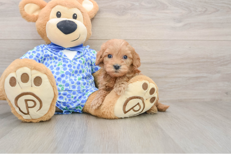 Fluffy Mini Goldendoodle Poodle Mix Pup