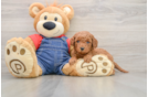Mini Goldendoodle Puppy for Adoption