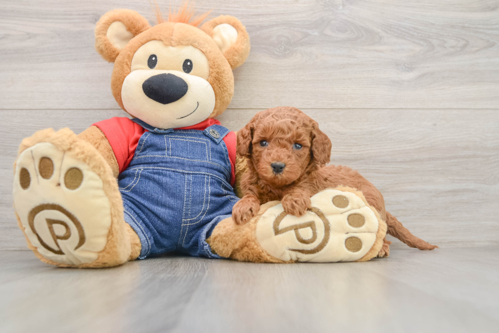 Mini Goldendoodle Puppy for Adoption