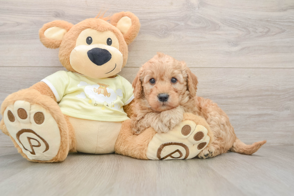 Mini Goldendoodle Puppy for Adoption