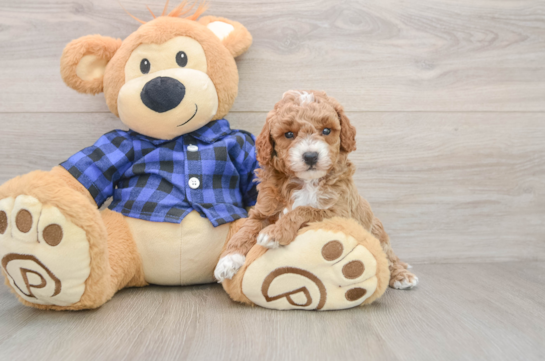 Mini Goldendoodle Puppy for Adoption