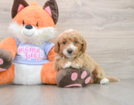 5 week old Mini Goldendoodle Puppy For Sale - Puppy Love PR