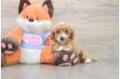 Mini Goldendoodle Puppy for Adoption