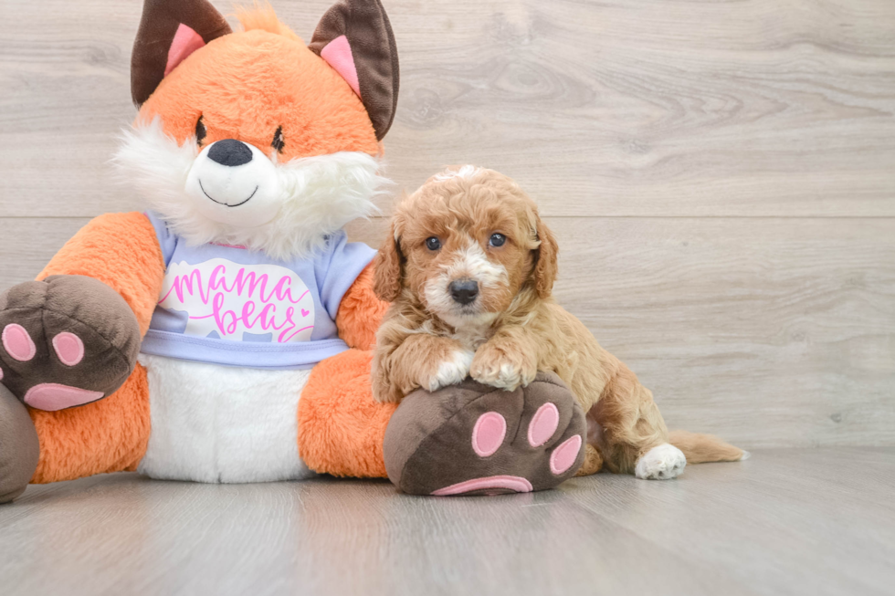 Mini Goldendoodle Puppy for Adoption