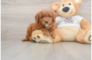 Best Mini Goldendoodle Baby