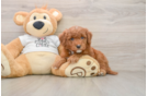 Small Mini Goldendoodle Baby