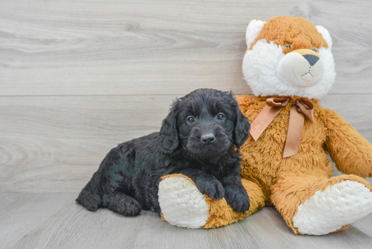 Meet Alpha - our Mini Goldendoodle Puppy Photo 1/3 - Puppy Love PR Mini Goldendoodle Puppy for Adoption