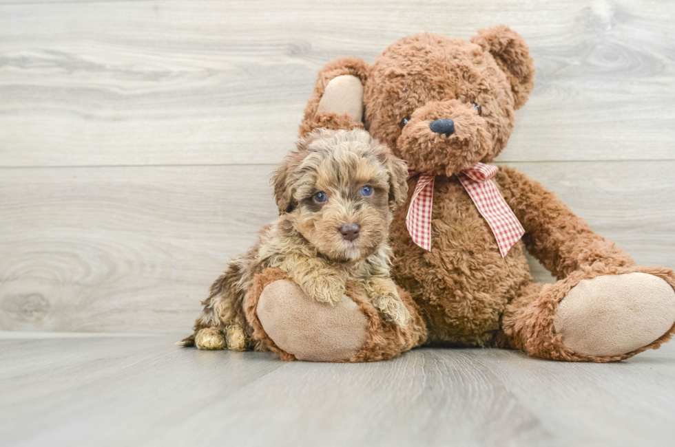 5 week old Mini Goldendoodle Puppy For Sale - Puppy Love PR